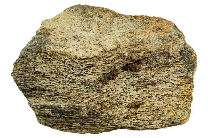 Dinosaur (Triceratops) Bone Section - Montana #366597